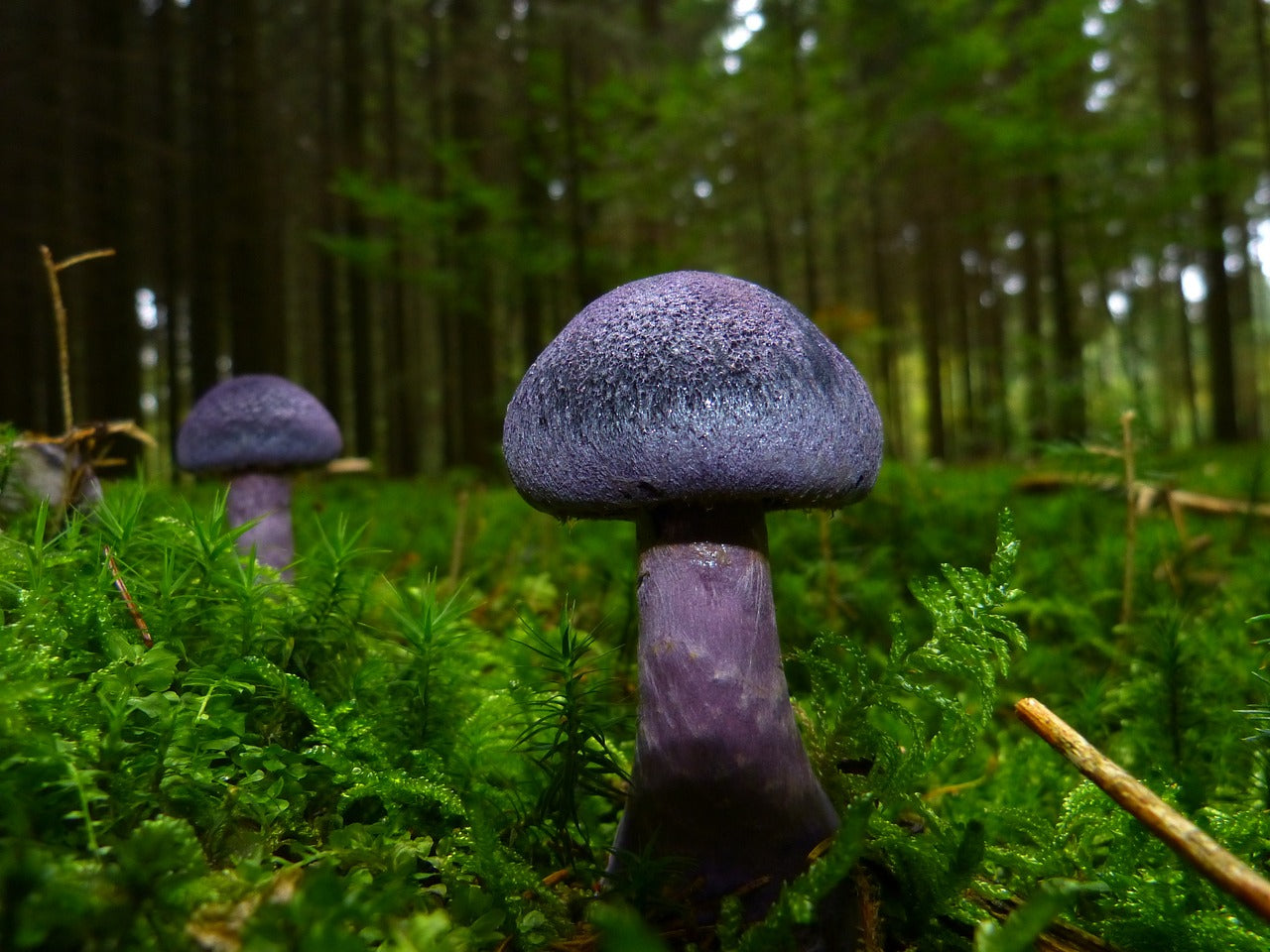 Mushrooms Galore